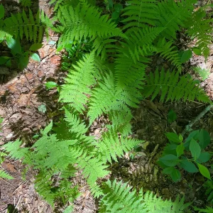 3 New York Fern Bare Root Plants - Thelypteris Noveboracensis - 1-2 ft Tall - Image 9