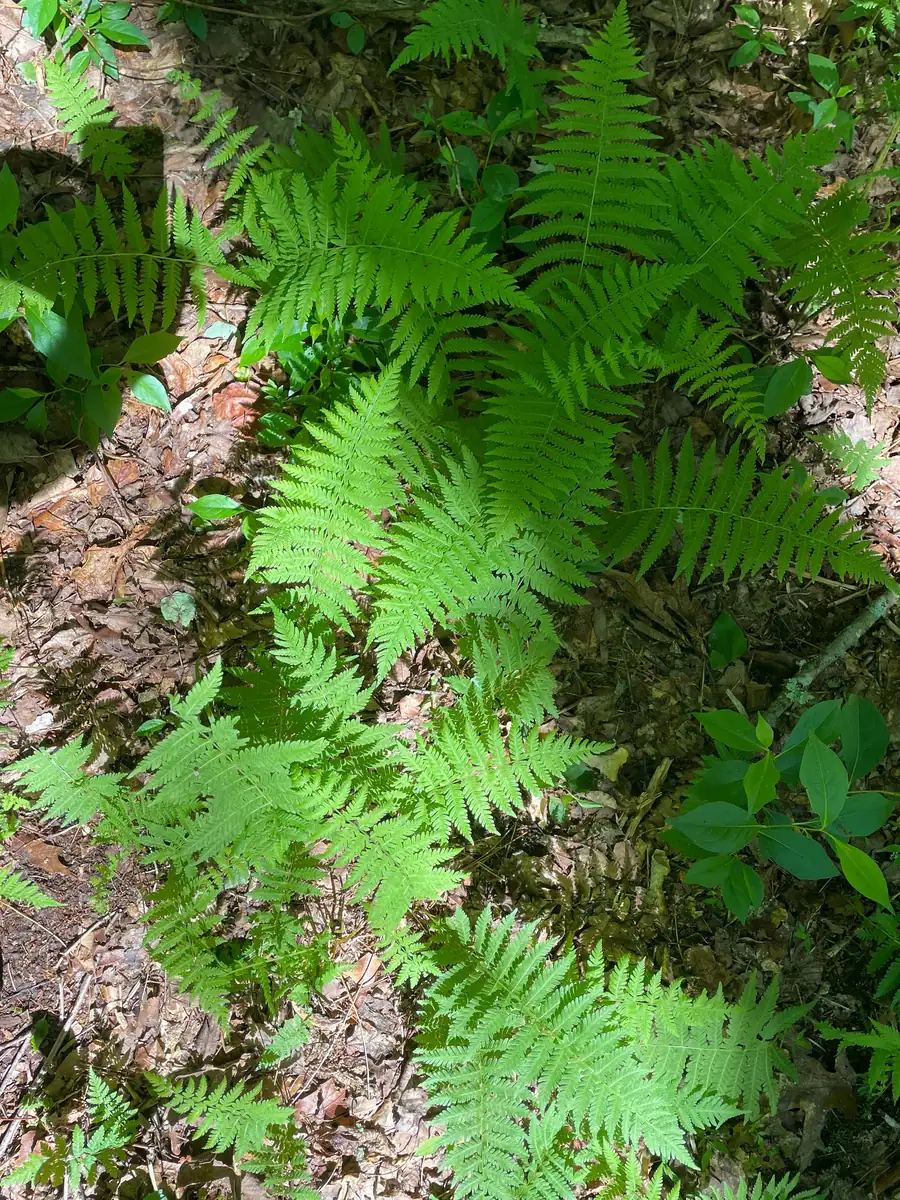 3 New York Fern Bare Root Plants - Thelypteris Noveboracensis - 1-2 ft Tall - Image 9