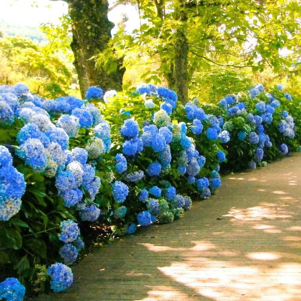 3 Nikko Blue Hydrangea Bush 12-24in Tall – Live Bare Root Plants – Outdoor - Image 4