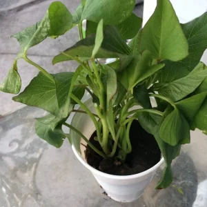 3 Okinawa Purple Sweet Potato Plants - Organic Slips for Planting, Full Sun - Image 4