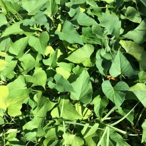 3 Okinawa Purple Sweet Potato Plants - Organic Slips for Planting, Full Sun - Image 8