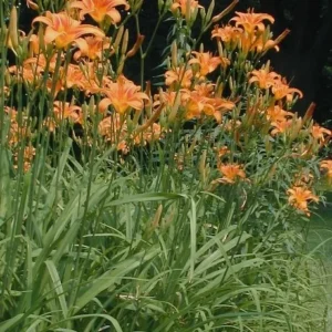 3 Orange Daylily Bare Root Plants - Water Garden Perennial - Image 3