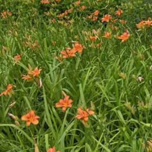 3 Orange Daylily Bare Root Plants - Water Garden Perennial - Image 8