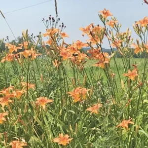 3 Orange Daylily Bare Root Plants - Water Garden Perennial - Image 9
