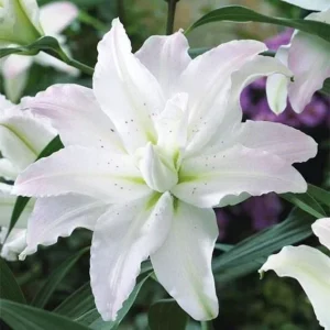 3 Oriental Double Lily Flower Bulbs - Mixed Color Perennial Lilies - Image 4