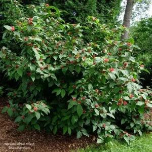 3 Pack Sweetshrub (Calycanthus Floridus) Bare-Root Plant - Fragrant Outdoor Shrub - Image 3