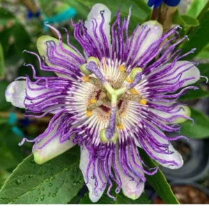 3 Panama Red Passion Fruit Starter Plants - Live Tropical Vine - Edible Fruit - Image 2