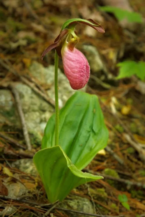 3 Pink Lady's Slipper Orchid Live Bare Root Plant - Cypripedium Acaule - Blooming Size - Image 3