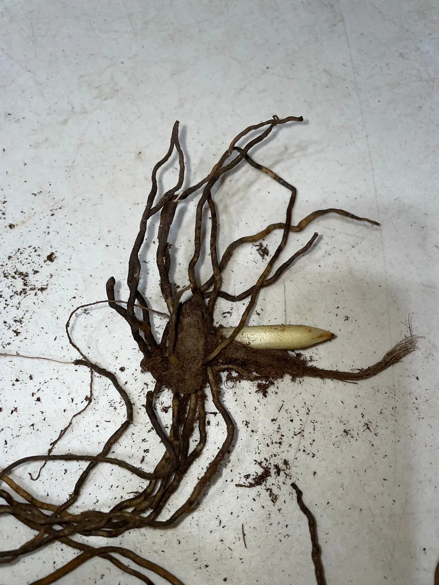 3 Pink Lady's Slipper Orchid Live Bare Root Plant - Cypripedium Acaule - Blooming Size - Image 5