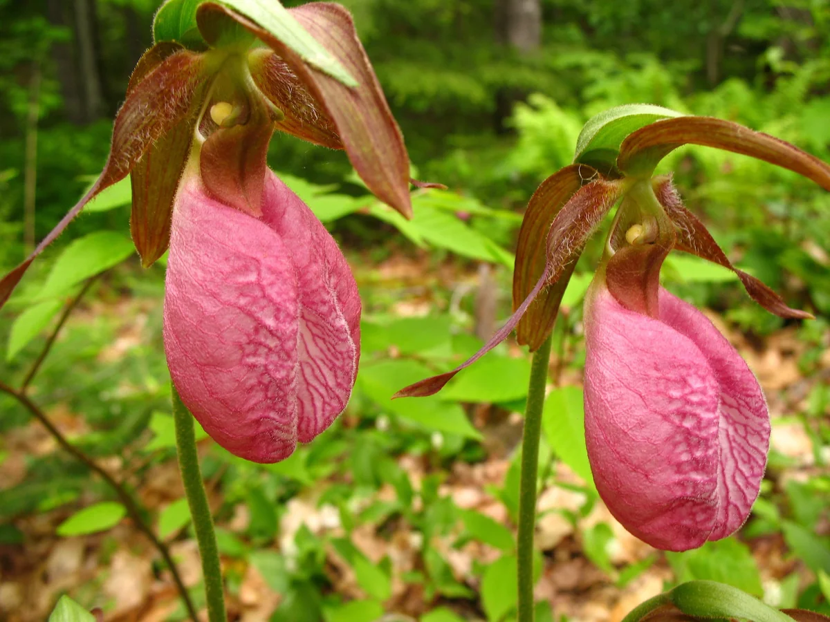 3 Pink Lady's Slipper Orchid Live Bare Root Plant - Cypripedium Acaule - Blooming Size - Image 1