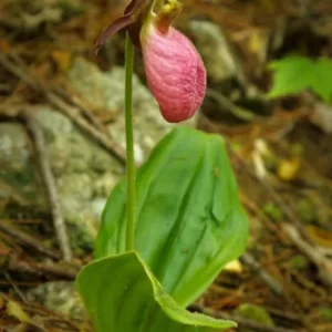 3 Pink Lady's Slipper Orchid Live Plant - Cypripedium Acaule - Blooming Size - Image 3