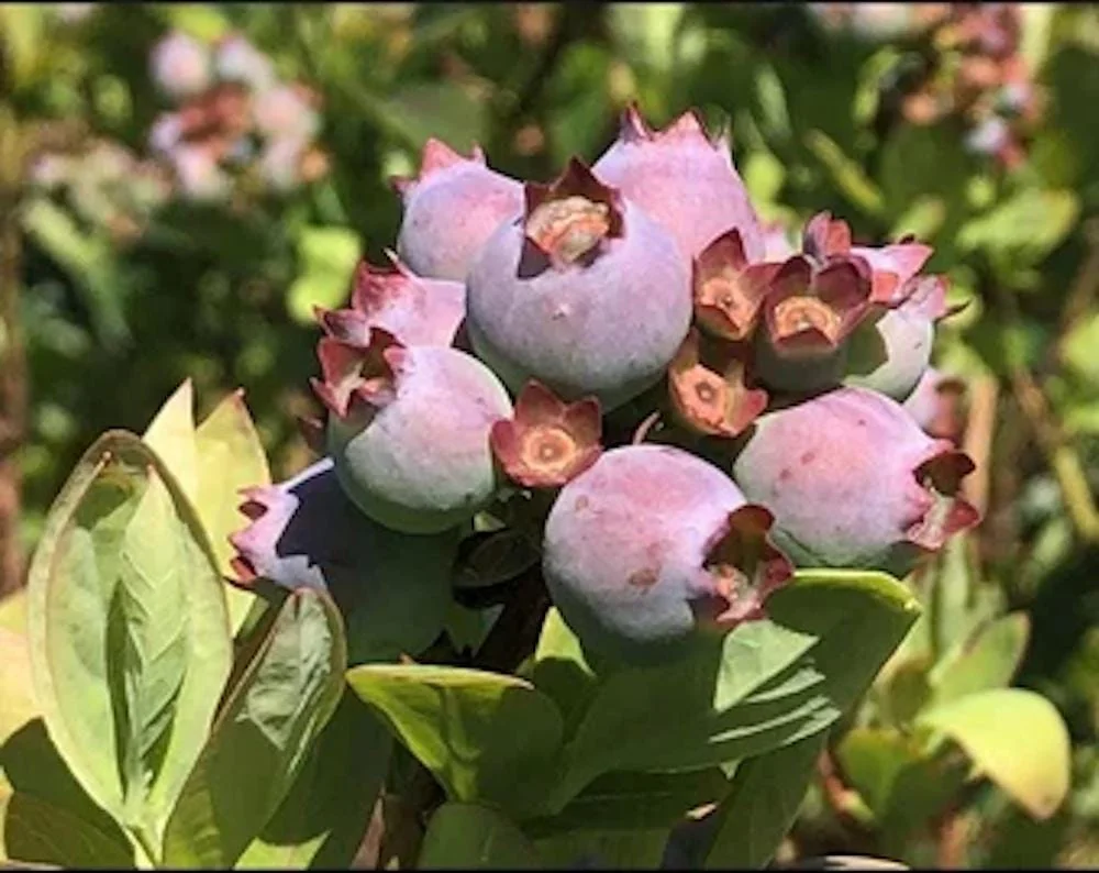 3 Primadonna Blueberry Starter Plugs - Vaccinium corymbosum - Live Plant - Image 5