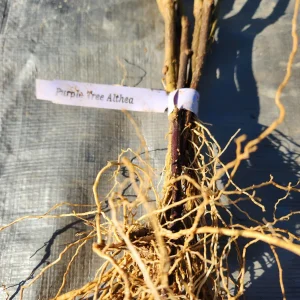 3 Purple Althea Tree Bare Root Plants - Hibiscus Syriacus - Zones 5-8 - Image 3