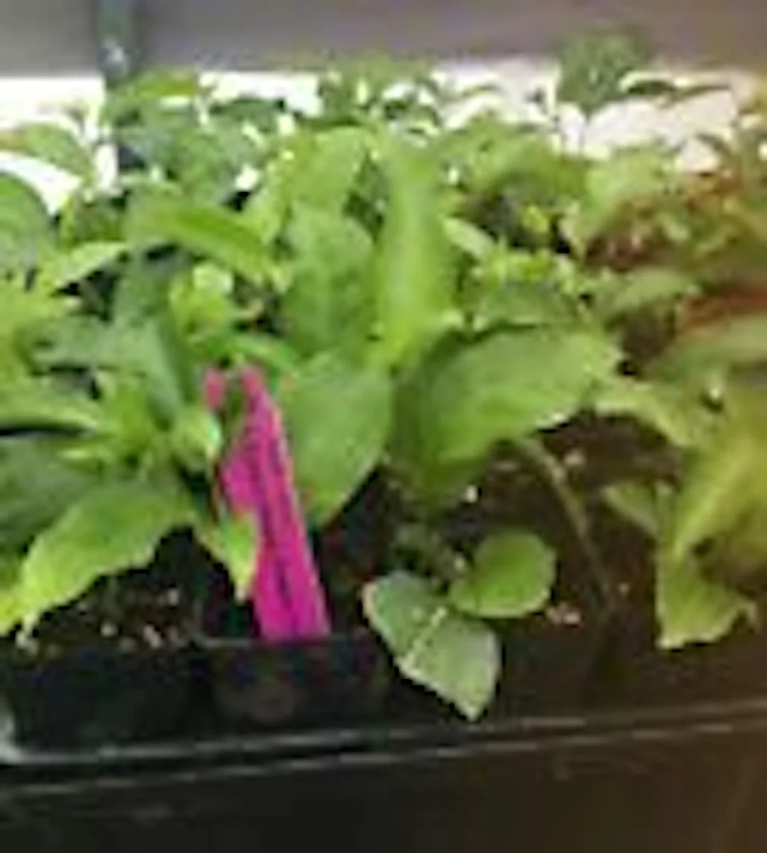 3 Purple Passion Fruit Starter Live Plant Possum Passiflora edulis Self-Fertile - Image 3