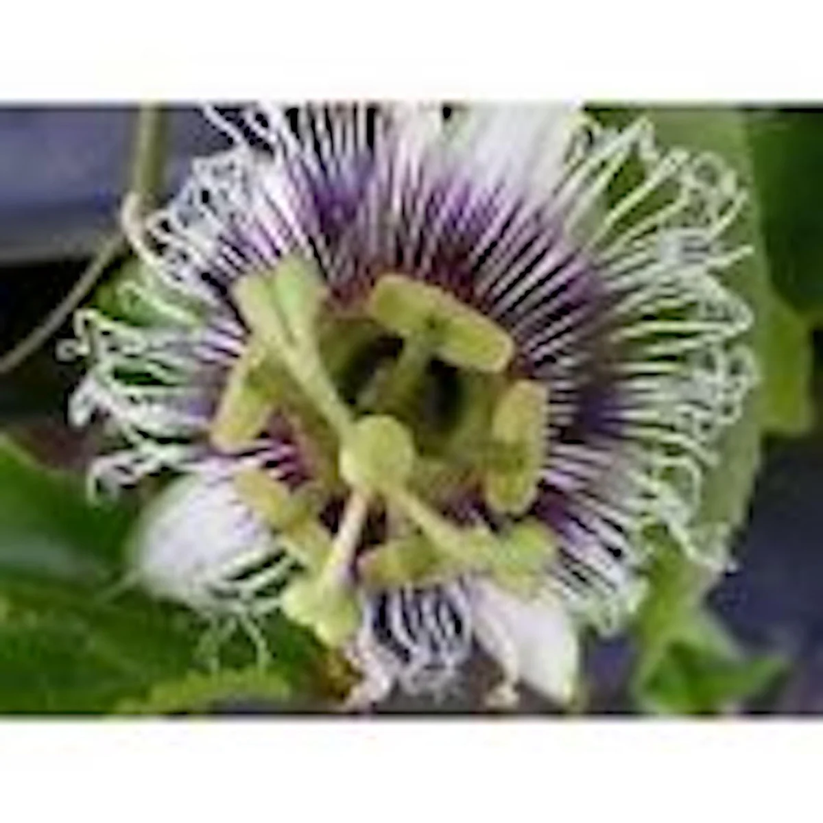3 Purple Passion Fruit Starter Live Plant Possum Passiflora edulis Self-Fertile - Image 5
