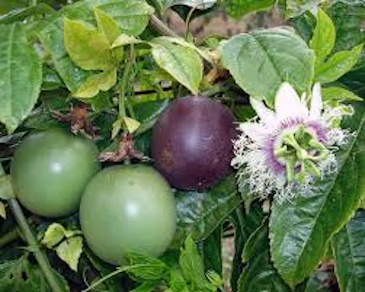 3 Purple Passion Fruit Starter Live Plant Possum Passiflora edulis Self-Fertile - Image 1