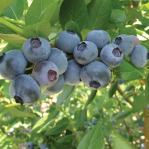 3 Rebel Blueberry Starter Plug Live Plant - Vaccinium corymbosum - Southern Highbush - Image 1