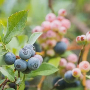 3 Rebel Blueberry Starter Plug Live Plant - Vaccinium corymbosum - Southern Highbush - Image 6