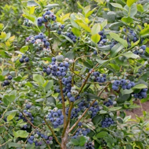 3 Rebel Blueberry Starter Plug Live Plant - Vaccinium corymbosum - Southern Highbush - Image 8