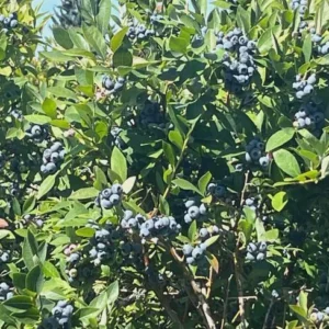 3 Reka Blueberry Starter Plug - Vaccinium corymbosum - Cold Hardy Berry Plant - Image 4