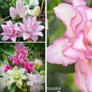 3 Rose Lily Flower Bulbs - Mixed Pink & White Double Flowers Outdoor - Image 11