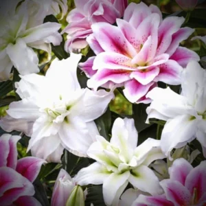 3 Rose Lily Flower Bulbs - Mixed Pink & White Double Flowers Outdoor - Image 2