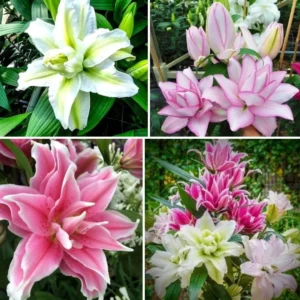 3 Rose Lily Flower Bulbs - Mixed Pink & White Double Flowers Outdoor - Image 3