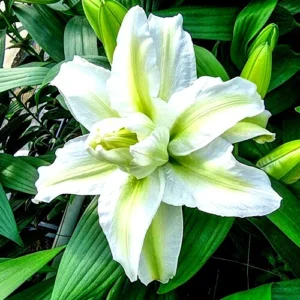 3 Rose Lily Flower Bulbs - Mixed Pink & White Double Flowers Outdoor - Image 6