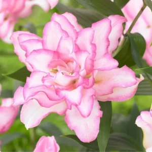 3 Rose Lily Flower Bulbs - Mixed Pink & White Double Flowers Outdoor - Image 7