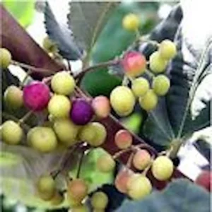 3 Sherbet Berry Plants - Grewia Asiatica Edible Fruit Starter Plant - Zones 9-11 - Image 1