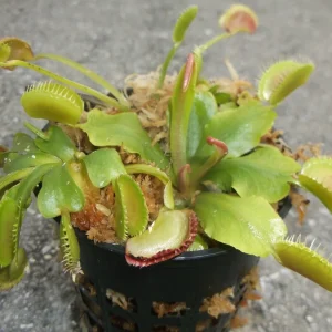 3 Small Venus Flytrap (Dionaea Muscipula) Live Carnivorous Plants, Indoor/Outdoor - Image 3