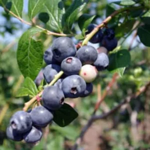 3 Springhigh Blueberry Starter Plug Live Plants - Vaccinium corymbosum - Low Chill - Image 5