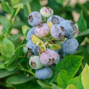 3 Springhigh Blueberry Starter Plug Live Plants - Vaccinium corymbosum - Low Chill - Image 7