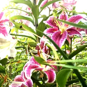 3 Stargazer Oriental Lily Bulbs - Pink & White Fragrant Flowers for Butterfly Garden - Image 2