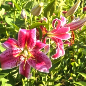 3 Stargazer Oriental Lily Bulbs - Pink & White Fragrant Flowers for Butterfly Garden - Image 3