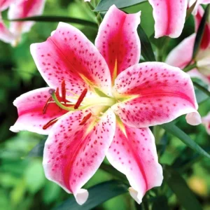 3 Stargazer Oriental Lily Bulbs - Pink & White Fragrant Flowers for Butterfly Garden - Image 4