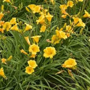 3 Stella De Oro Daylily Hemerocallis Golden Yellow Perennial Bare Root Plant - Image 7