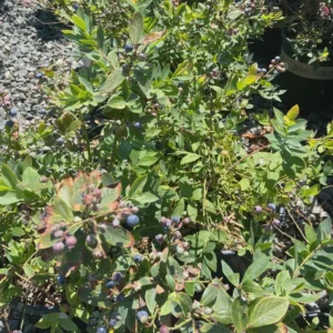 3 Sunshine Blue Blueberry Starter Plugs - Vaccinium corymbosum Live Plant - Image 3