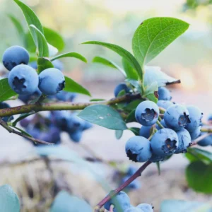 3 Sunshine Blue Blueberry Starter Plugs - Vaccinium corymbosum Live Plant - Image 1
