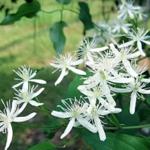 3 Sweet Autumn Clematis Live Plant 4" Pot - Fragrant White Blooms, Outdoor Vine - Image 2