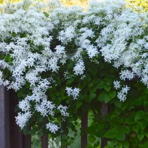 3 Sweet Autumn Clematis Live Plant 4" Pot - Fragrant White Blooms, Outdoor Vine - Image 1
