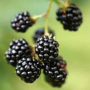 3 Thornless Blackberry Live Plants - Prime Ark Primocane Fruiting Plugs - Image 4