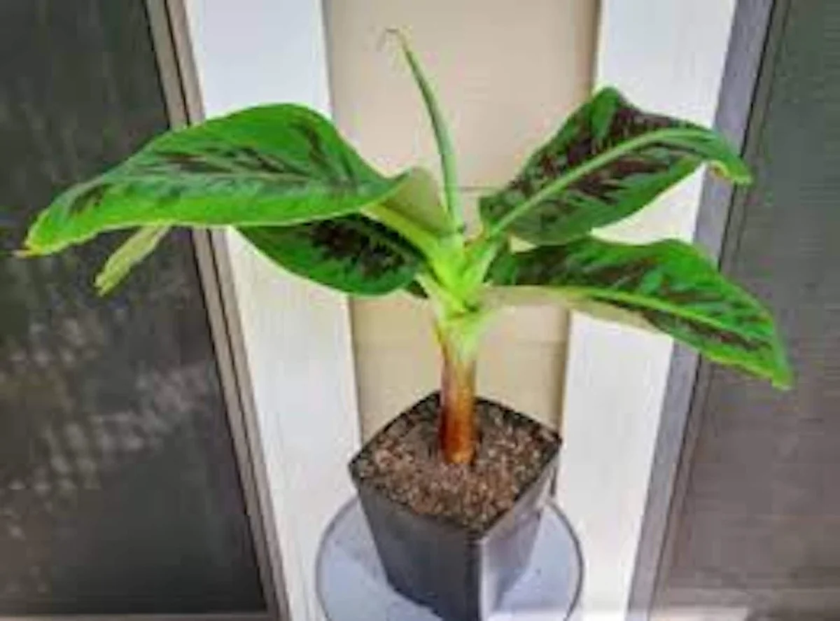3 Truly Tiny Banana Plant Musa acuminata Live Starter Plant - Indoor/Outdoor - Image 2