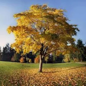 3 Tulip Poplar Tree 12-24in Tall Bare Root - Fast Growing Shade Tree - Image 3