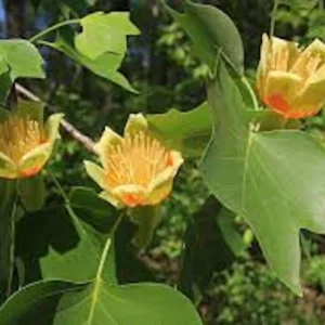 3 Tulip Poplar Tree 12-24in Tall Bare Root - Fast Growing Shade Tree - Image 4