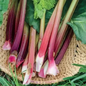 3 Victoria Rhubarb Bare Root Plants - Heirloom Perennial Vegetable for Gardens - Image 6