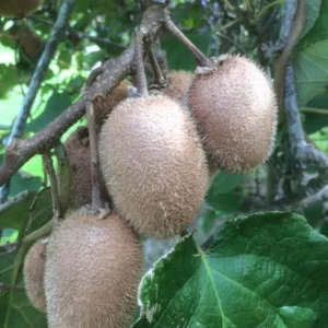 3 Vincent Kiwi Starter Plug (Female) Live Plant - Fruit-Bearing Vine - Image 5