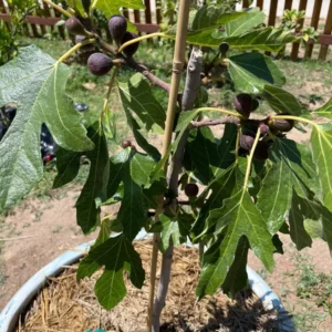 3 Violette de Bordeaux Fig Tree Starter Plugs - Live Plant for Sweet Fruit - Image 3