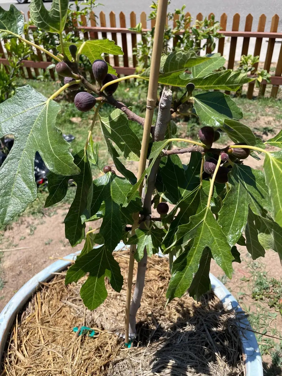 3 Violette de Bordeaux Fig Tree Starter Plugs - Live Plant for Sweet Fruit - Image 3