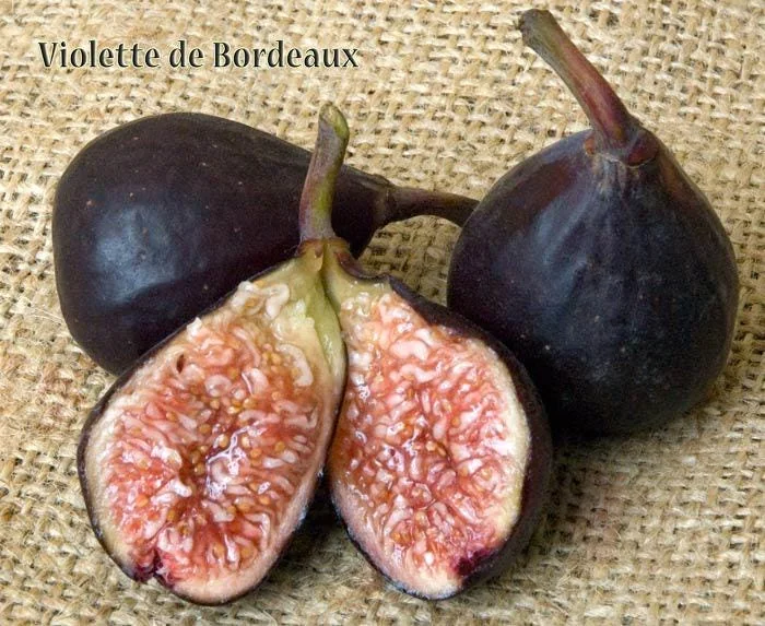 3 Violette de Bordeaux Fig Tree Starter Plugs - Live Plant for Sweet Fruit - Image 4